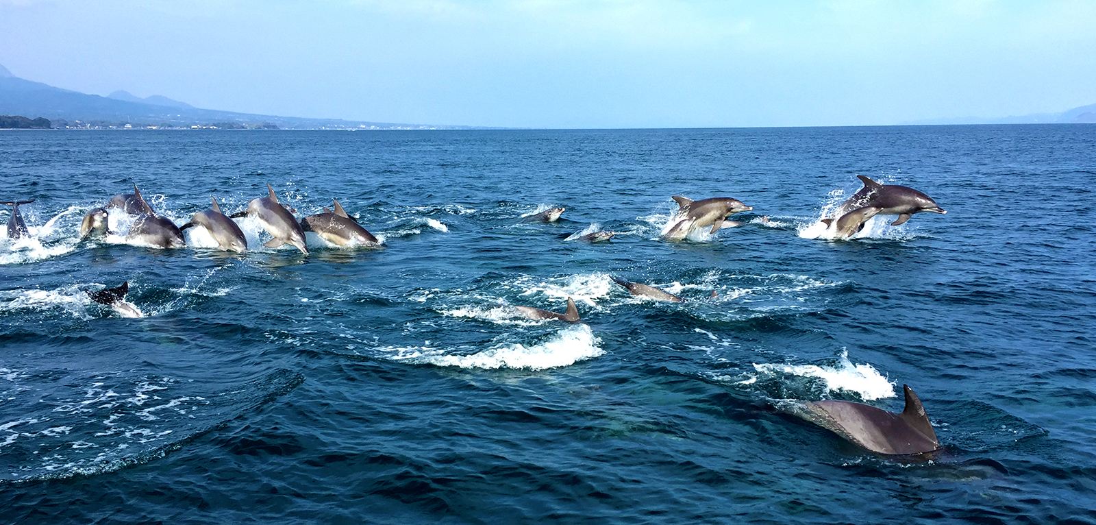 天草の海を群れで泳ぐイルカ